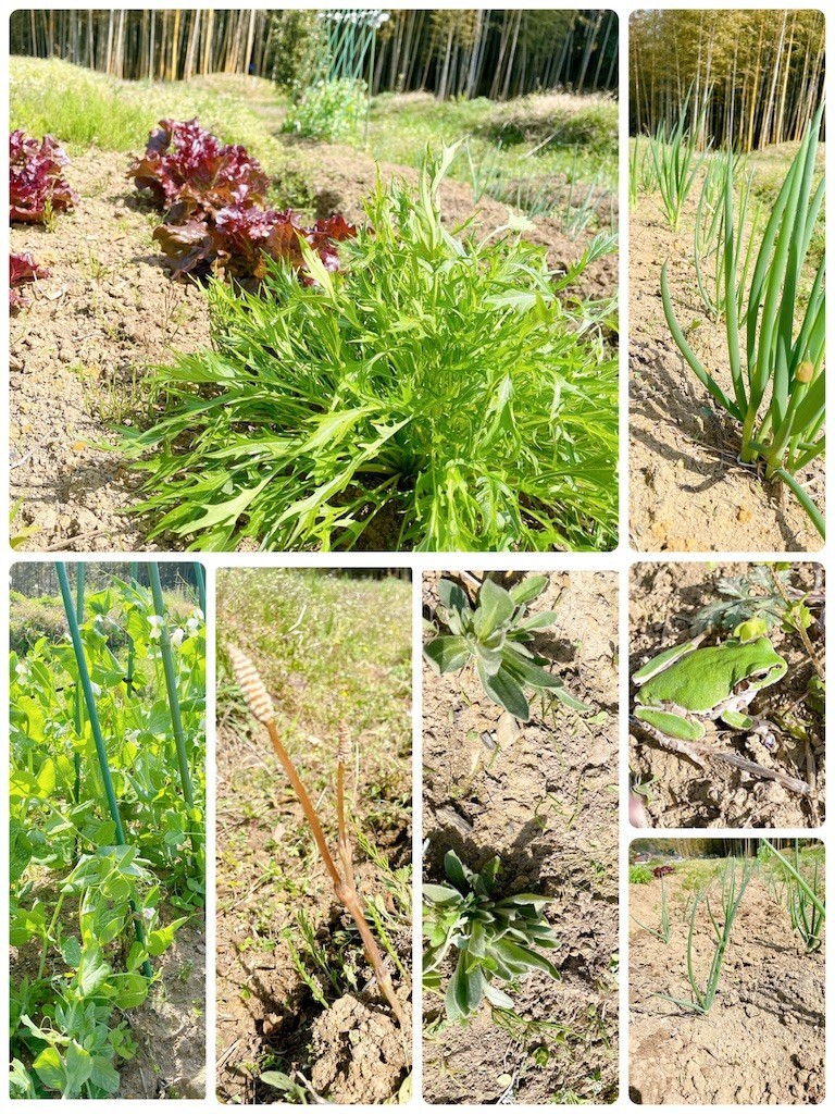 f:id:cutie_blue:20220411144212j:image f:id:cutie_blue:20220411144212j:image