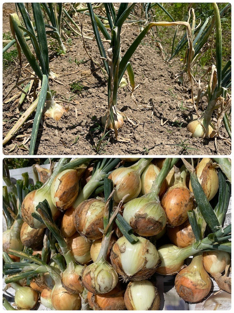 f:id:cutie_blue:20220530100310j:image f:id:cutie_blue:20220530100310j:image