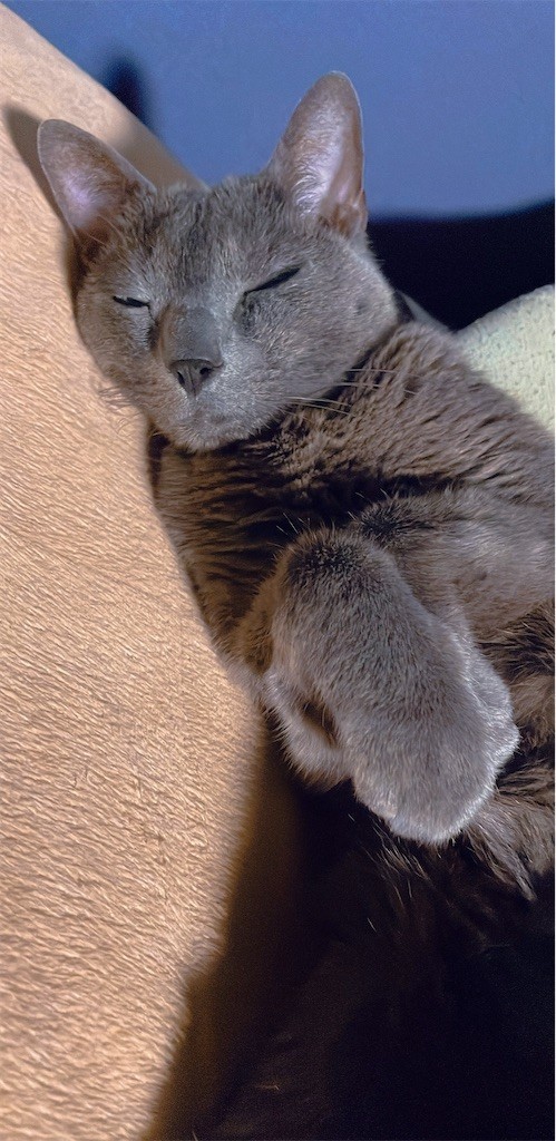 f:id:cutie_blue:20220603170518j:image