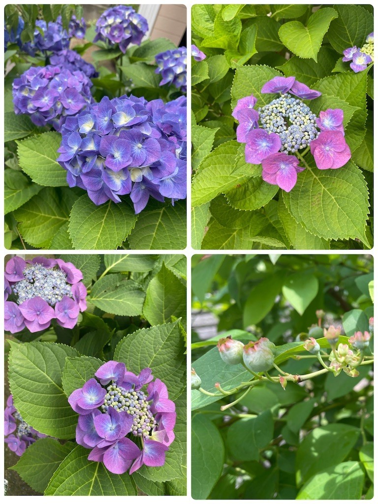 f:id:cutie_blue:20220613120324j:image f:id:cutie_blue:20220613120324j:image