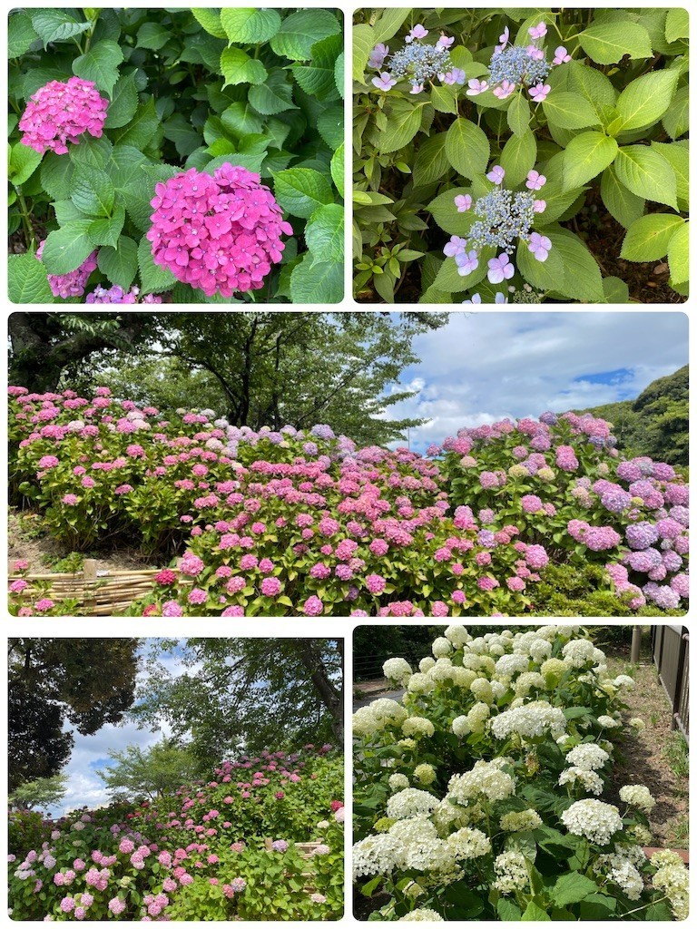 f:id:cutie_blue:20220627155252j:image