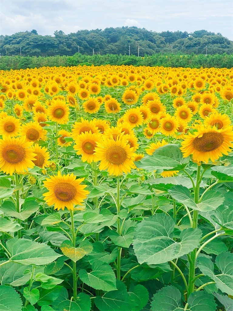 f:id:cutie_blue:20220719112126j:image