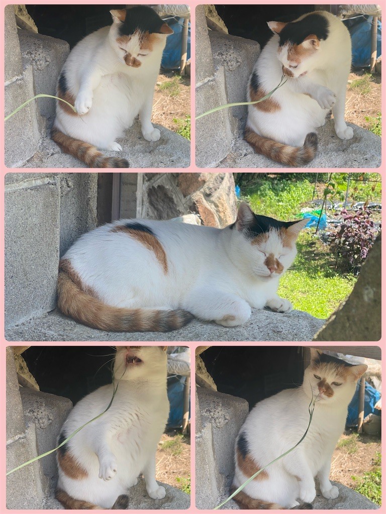 f:id:cutie_blue:20220830113730j:image