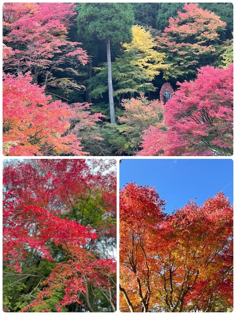 f:id:cutie_blue:20221107154846j:image f:id:cutie_blue:20221107154846j:image