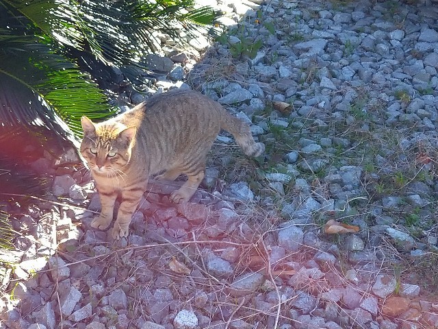 f:id:cutie_blue:20221111172615j:image f:id:cutie_blue:20221111172615j:image