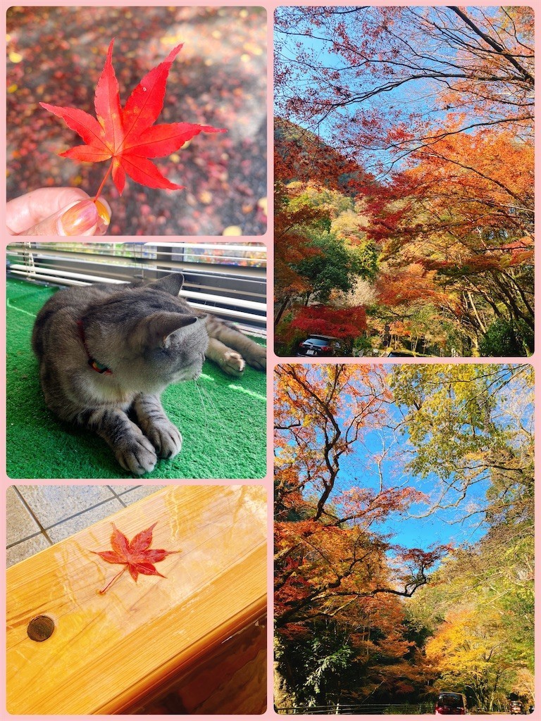 f:id:cutie_blue:20221115122148j:image f:id:cutie_blue:20221115122148j:image