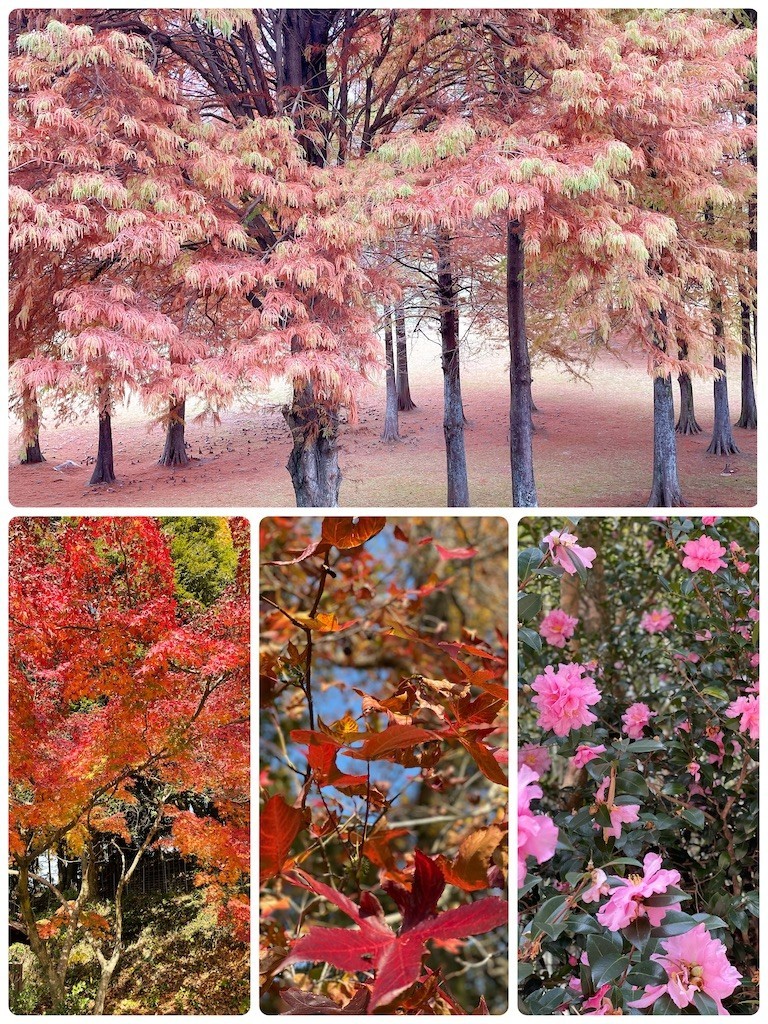 f:id:cutie_blue:20221121085533j:image