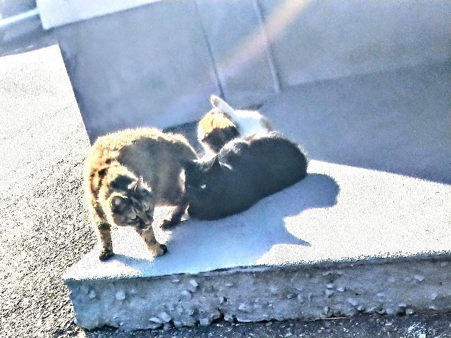 f:id:cutie_blue:20221209181825j:image