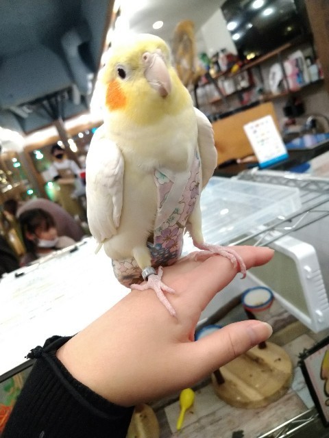 f:id:cutie_blue:20230106192916j:image f:id:cutie_blue:20230106192916j:image