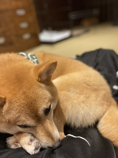 f:id:cutie_blue:20230201180539j:image f:id:cutie_blue:20230201180539j:image