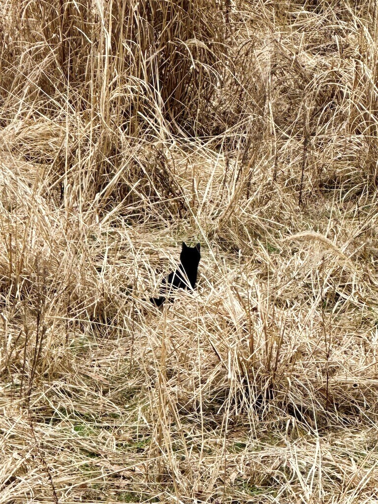 f:id:cutie_blue:20230207110721j:image