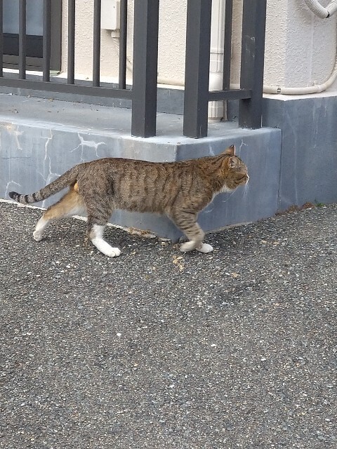 f:id:cutie_blue:20230217153452j:image f:id:cutie_blue:20230217153452j:image