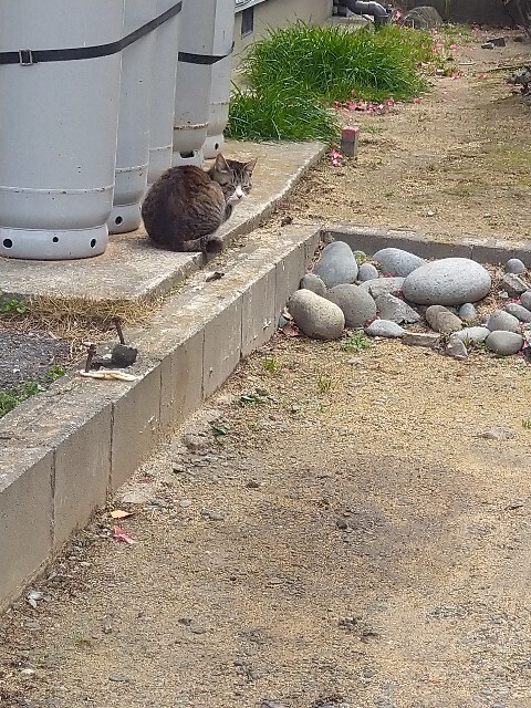 f:id:cutie_blue:20230217153612j:image f:id:cutie_blue:20230217153612j:image