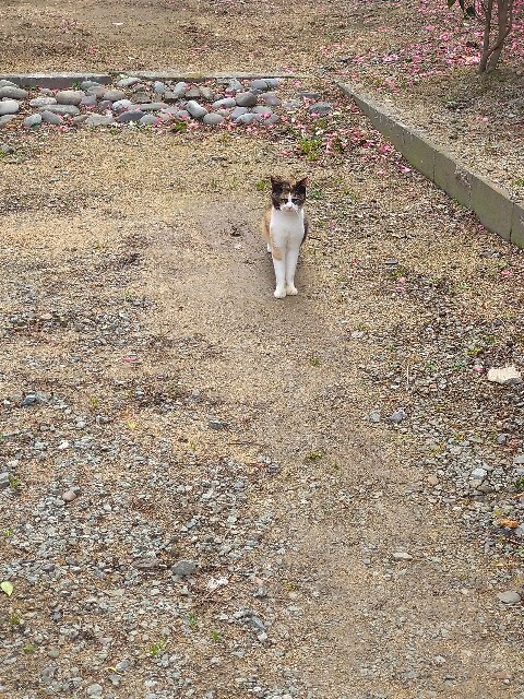 f:id:cutie_blue:20230217153651j:image f:id:cutie_blue:20230217153651j:image