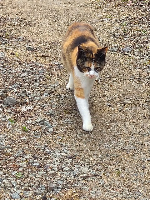 f:id:cutie_blue:20230217153729j:image f:id:cutie_blue:20230217153729j:image