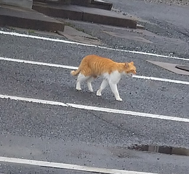 f:id:cutie_blue:20230217154430j:image f:id:cutie_blue:20230217154430j:image