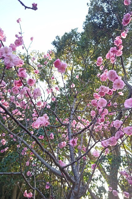 f:id:cutie_blue:20230308171416j:image
