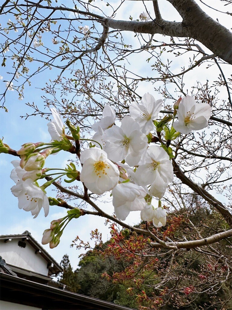 f:id:cutie_blue:20230321184356j:image f:id:cutie_blue:20230321184356j:image