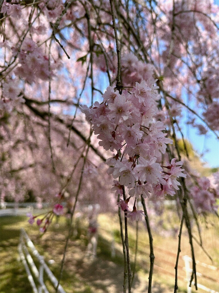 f:id:cutie_blue:20230404150355j:image f:id:cutie_blue:20230404150355j:image