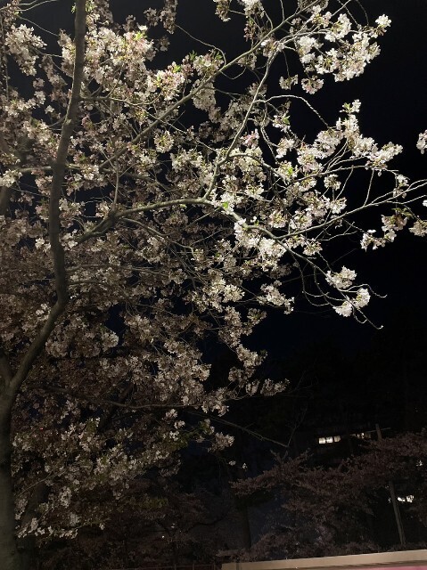 f:id:cutie_blue:20230405164912j:image f:id:cutie_blue:20230405164912j:image