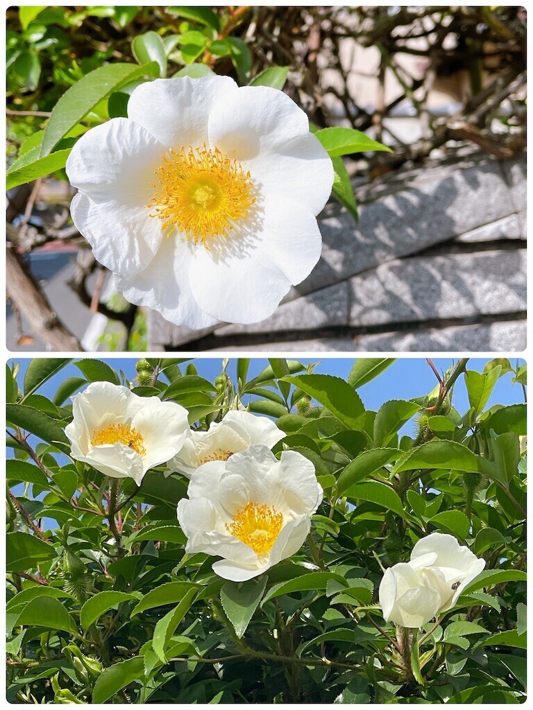 f:id:cutie_blue:20230410173251j:image f:id:cutie_blue:20230410173251j:image