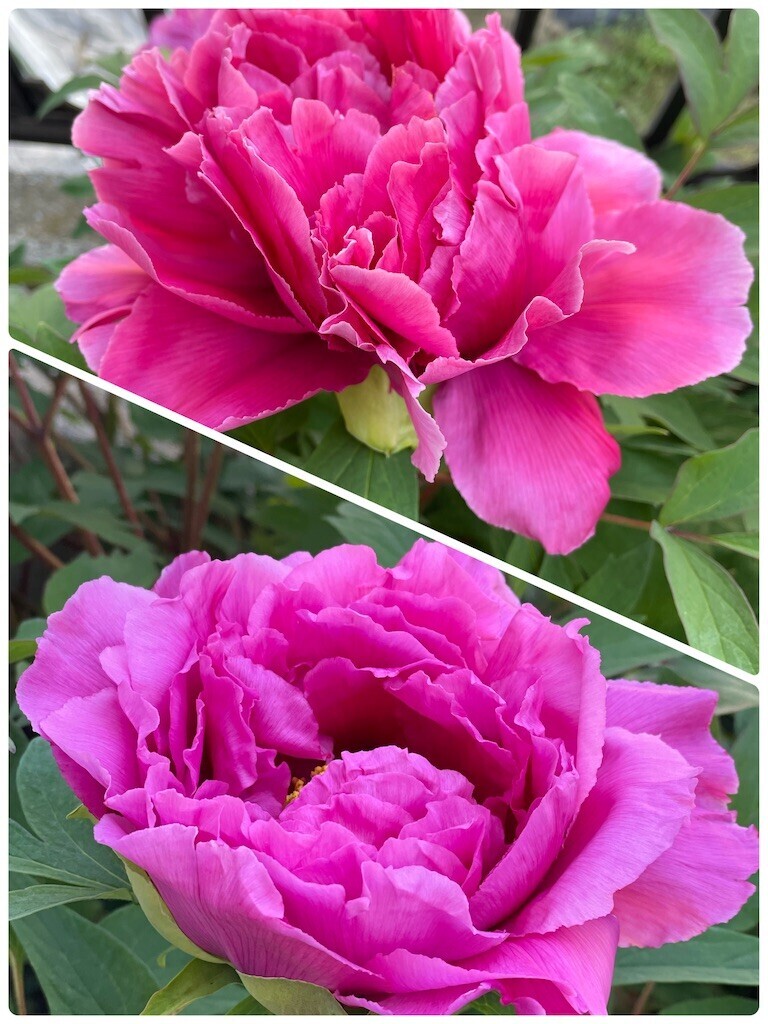 f:id:cutie_blue:20230410173339j:image f:id:cutie_blue:20230410173339j:image