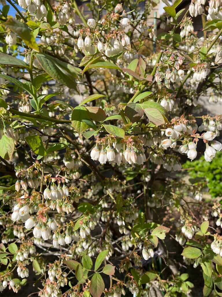 f:id:cutie_blue:20230410173414j:image f:id:cutie_blue:20230410173414j:image