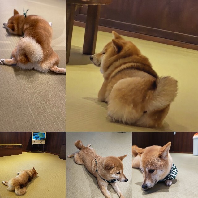 f:id:cutie_blue:20230419145914j:image f:id:cutie_blue:20230419145914j:image