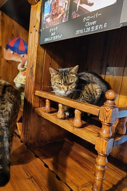 f:id:cutie_blue:20230419150904j:image f:id:cutie_blue:20230419150904j:image