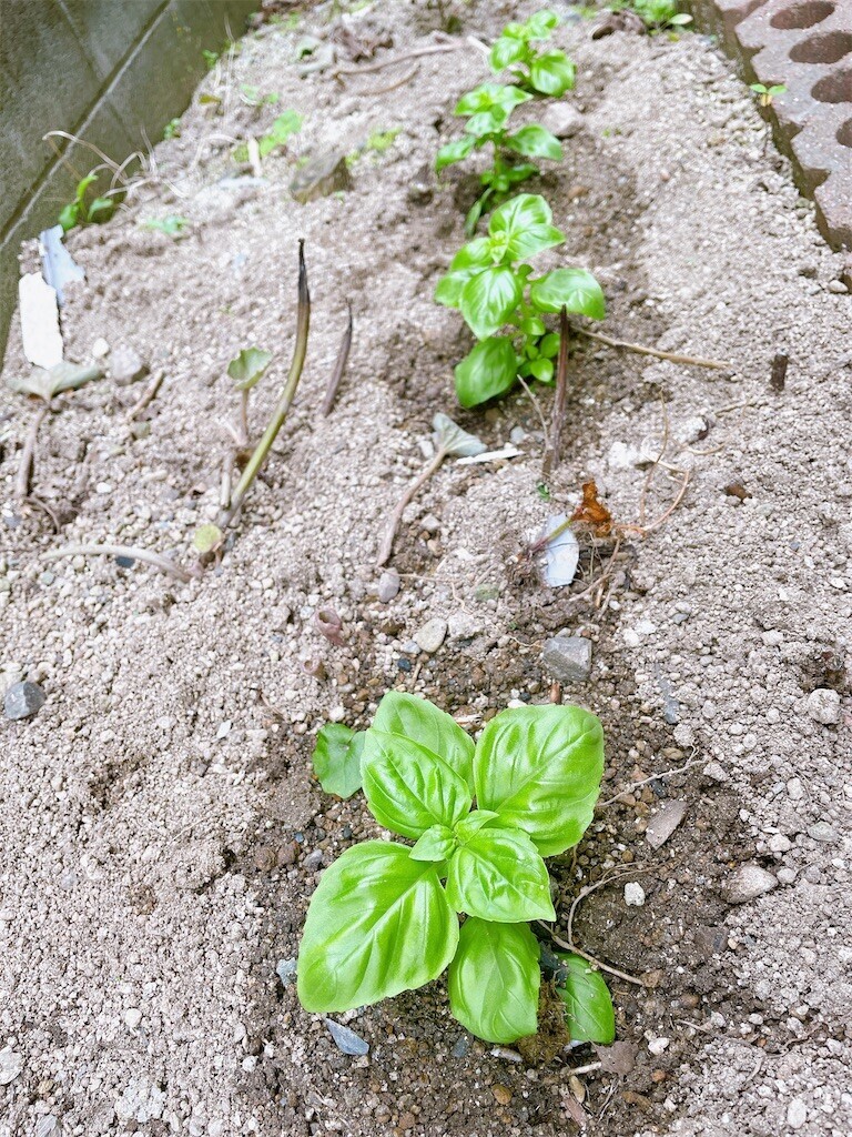 f:id:cutie_blue:20230522162414j:image