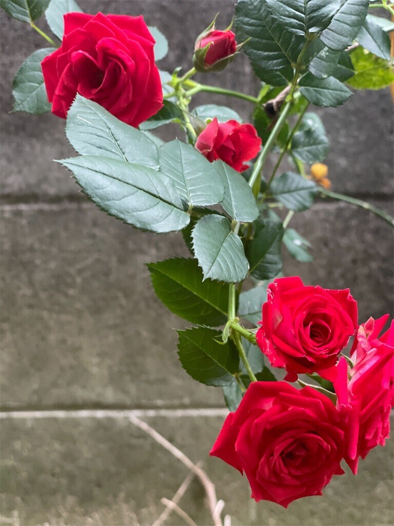 f:id:cutie_blue:20230522162645j:image