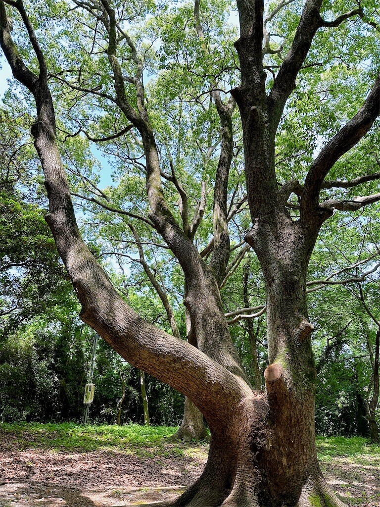 f:id:cutie_blue:20230523120449j:image