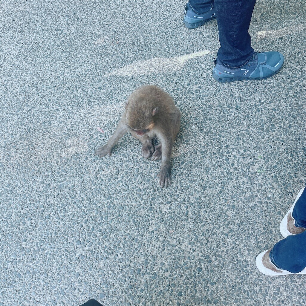 f:id:cutie_blue:20230526125902j:image