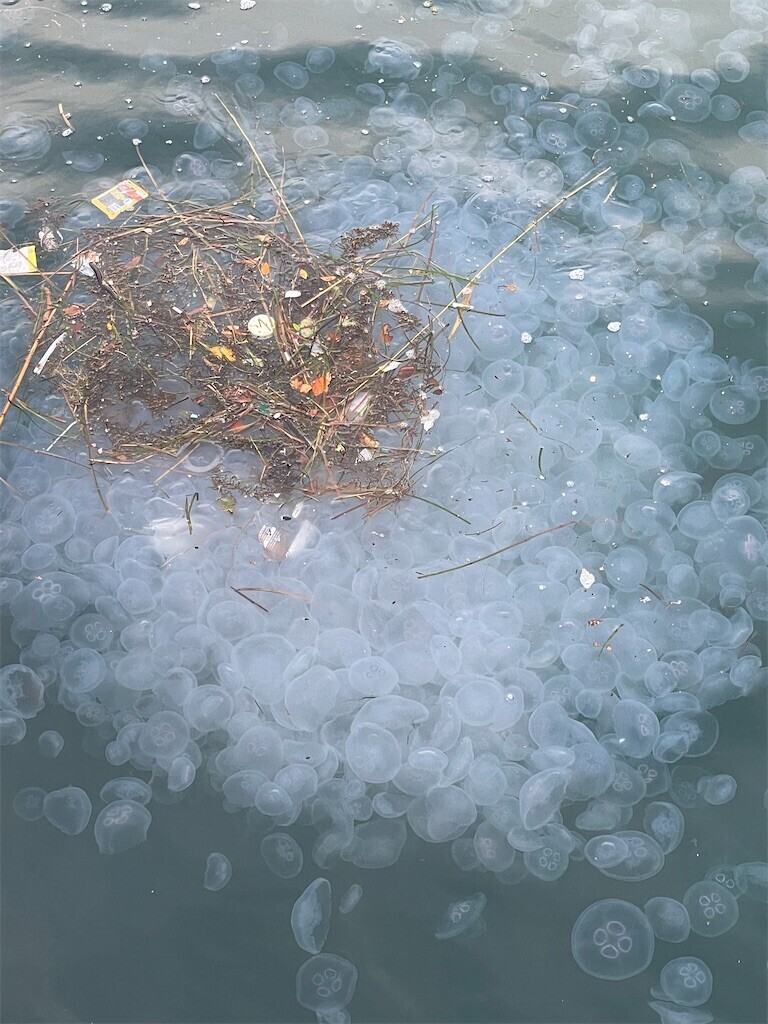 f:id:cutie_blue:20230612134601j:image f:id:cutie_blue:20230612134601j:image