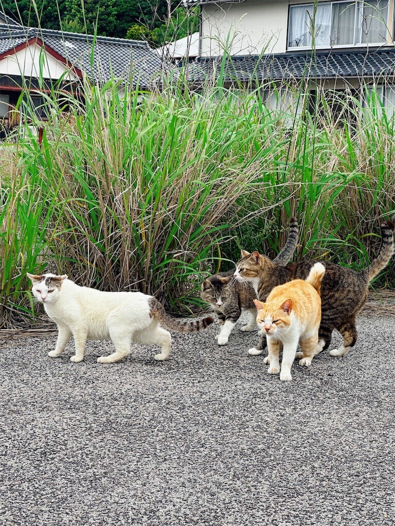 f:id:cutie_blue:20230613112819j:image