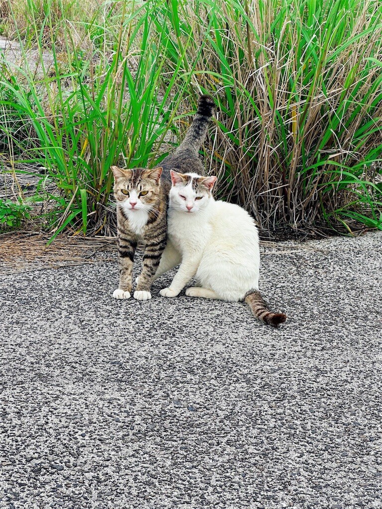 f:id:cutie_blue:20230613113108j:image