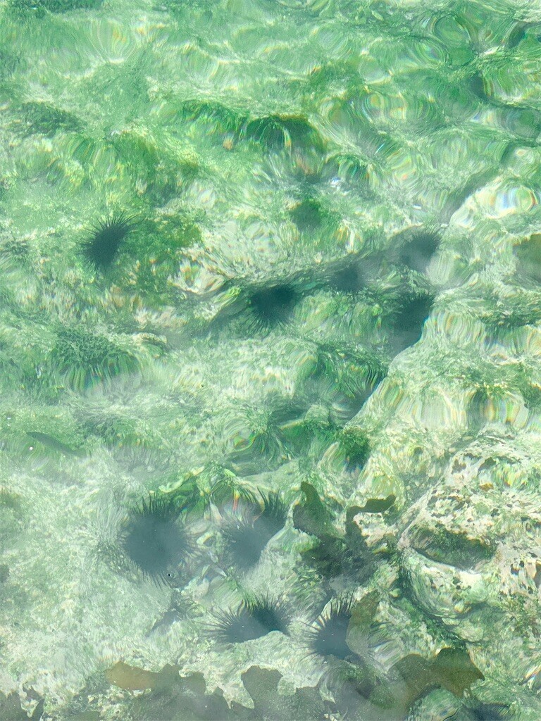 f:id:cutie_blue:20230613113253j:image