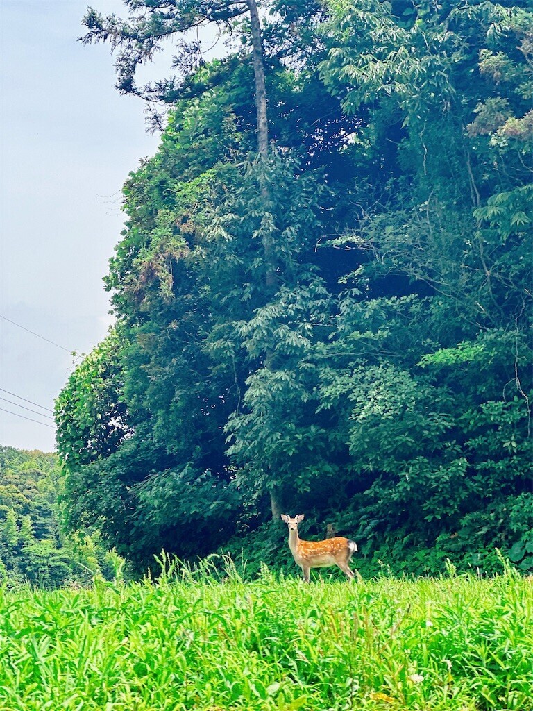 f:id:cutie_blue:20230620163401j:image