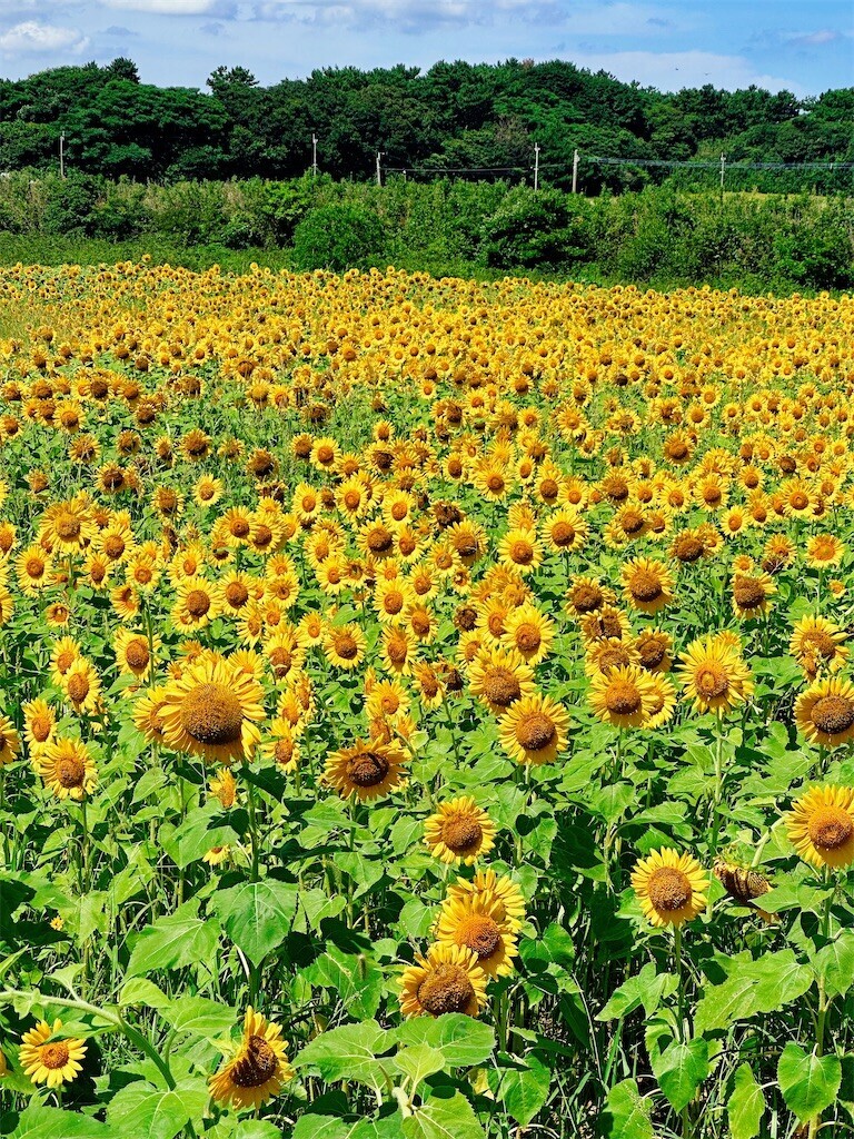 f:id:cutie_blue:20230801133643j:image f:id:cutie_blue:20230801133643j:image