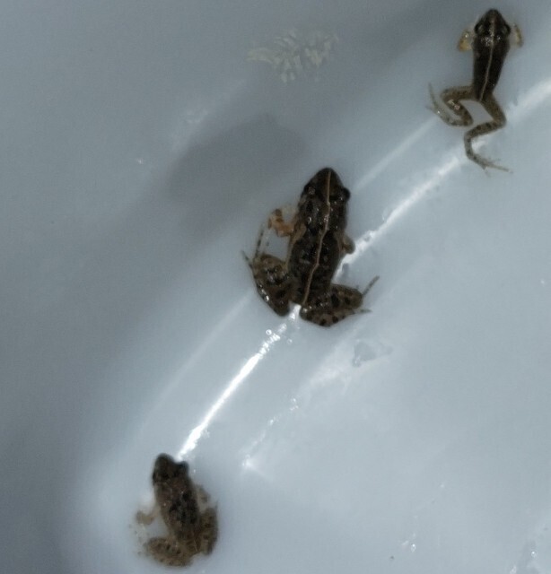 f:id:cutie_blue:20230816153327j:image f:id:cutie_blue:20230816153327j:image