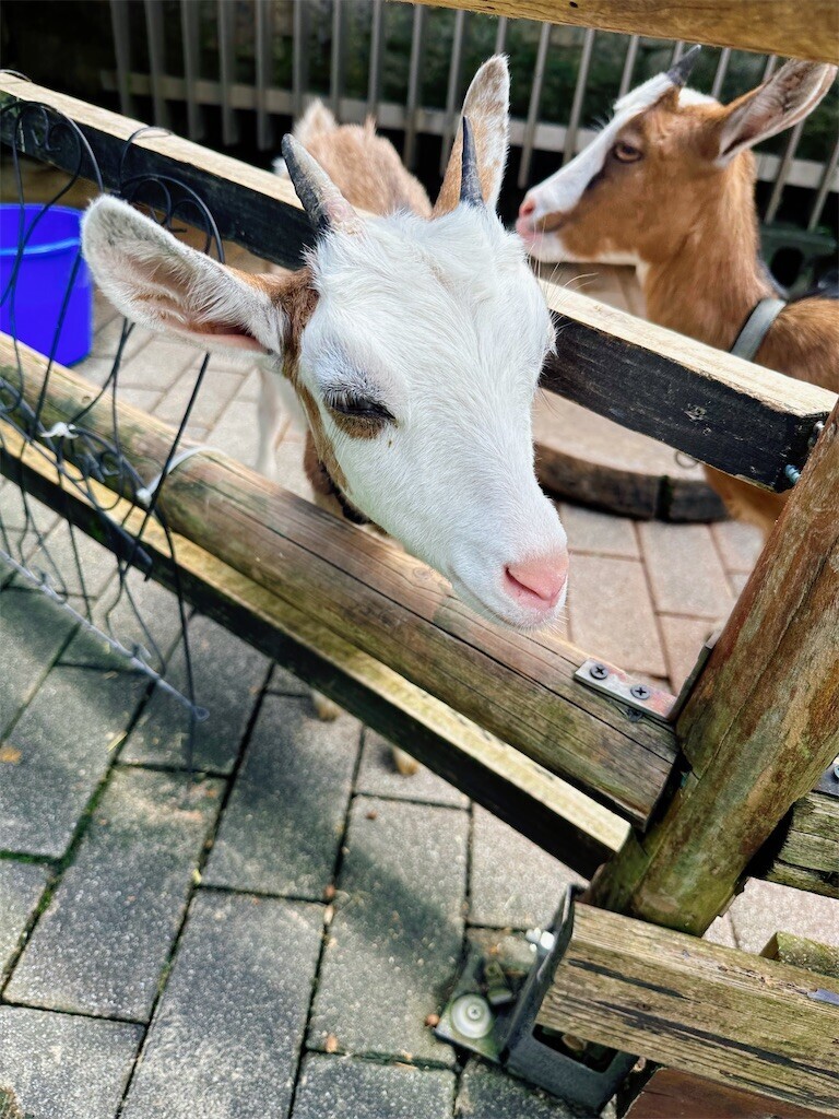 f:id:cutie_blue:20230822152235j:image f:id:cutie_blue:20230822152235j:image