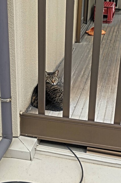 f:id:cutie_blue:20230830165844j:image f:id:cutie_blue:20230830165844j:image