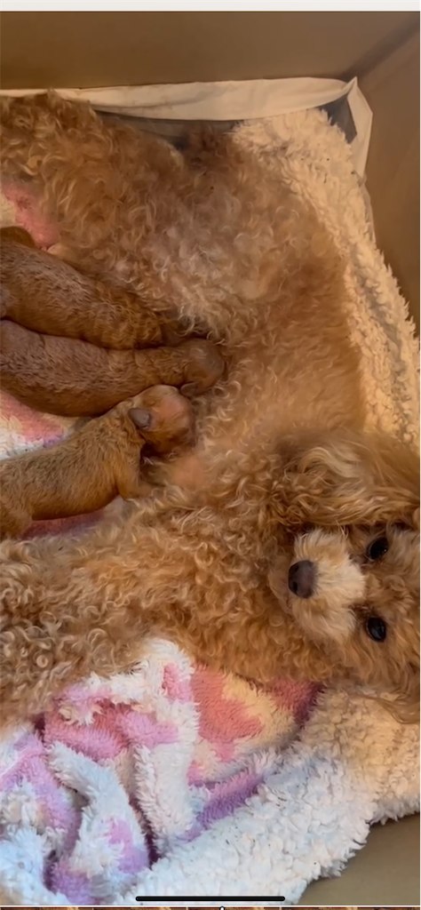 f:id:cutie_blue:20230911141425p:image f:id:cutie_blue:20230911141425p:image