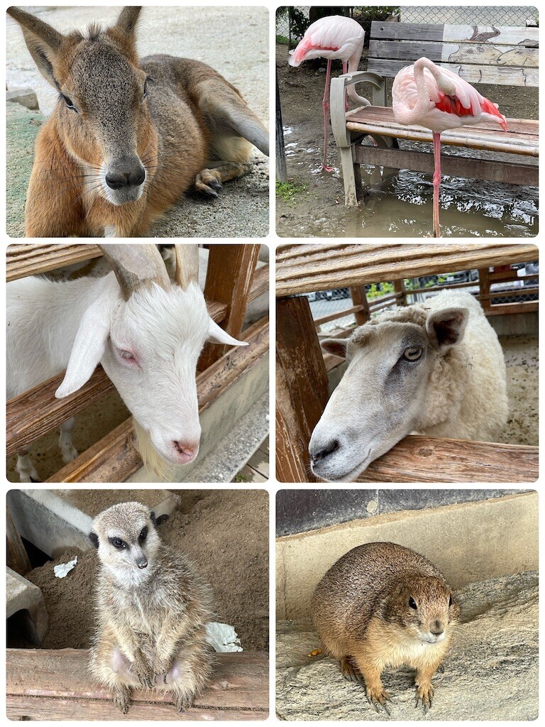 f:id:cutie_blue:20230918200619j:image f:id:cutie_blue:20230918200619j:image