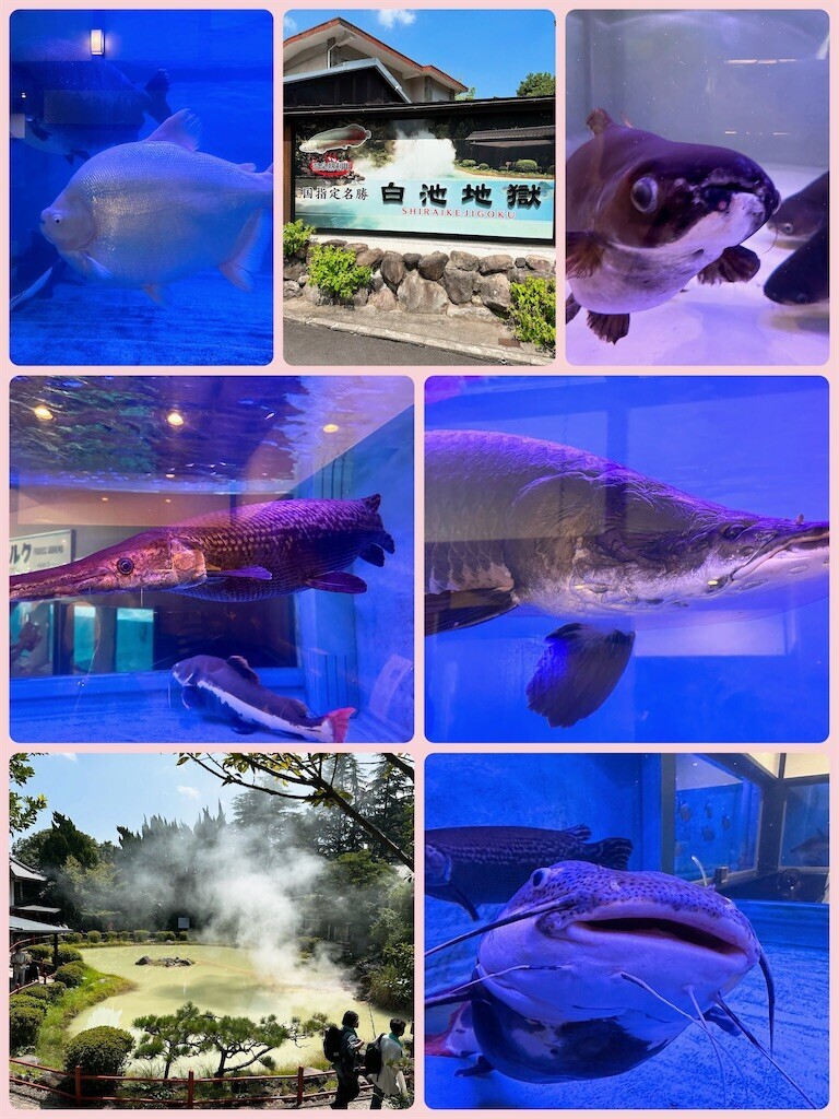 f:id:cutie_blue:20230919122728j:image f:id:cutie_blue:20230919122728j:image