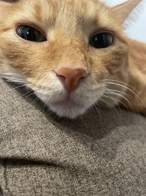 f:id:cutie_blue:20230920160228j:image f:id:cutie_blue:20230920160228j:image