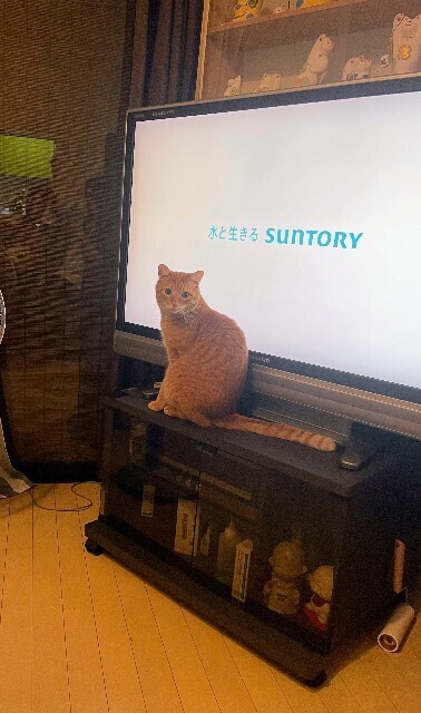 f:id:cutie_blue:20230920160416j:image f:id:cutie_blue:20230920160416j:image