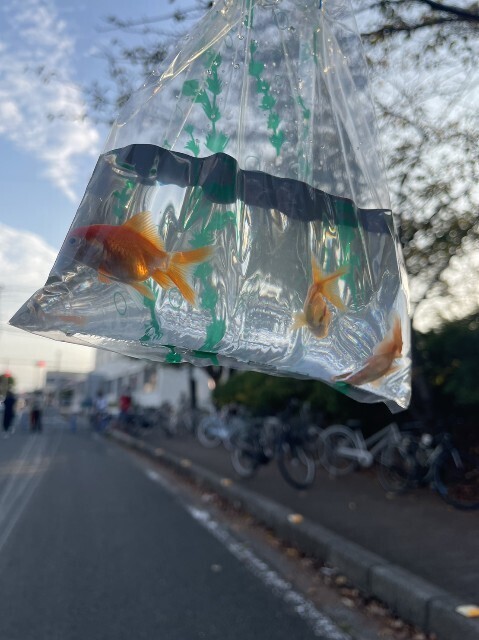 f:id:cutie_blue:20231004151522j:image f:id:cutie_blue:20231004151522j:image