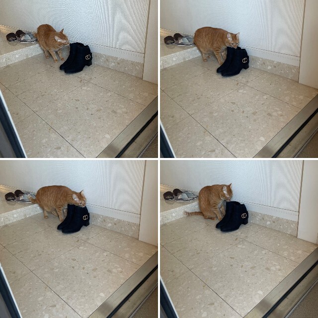 f:id:cutie_blue:20231025150733j:image f:id:cutie_blue:20231025150733j:image