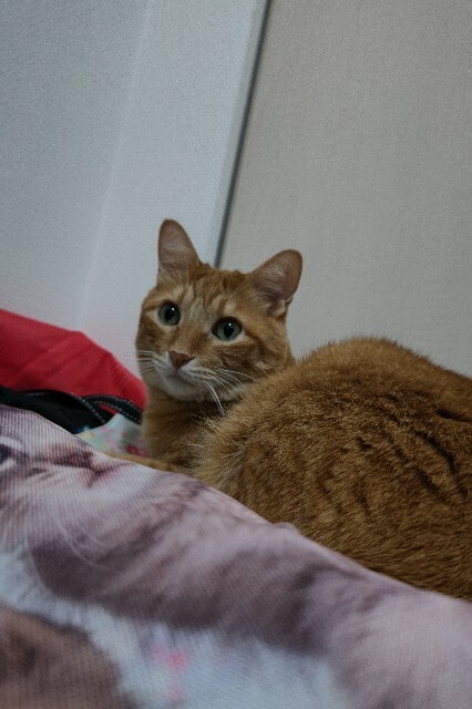 f:id:cutie_blue:20231025151606j:image f:id:cutie_blue:20231025151606j:image